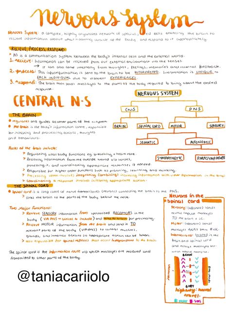 Human Body Notes, Nursing Concept Map, Nursing Printables, Notes Anatomy, Anatomy Notes, Basic Anatomy, Basic Anatomy And Physiology, Nursing School Notes, Concept Map