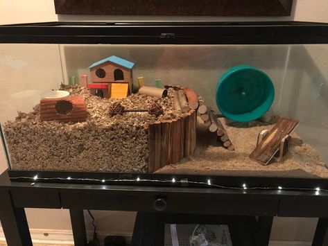 Hampster Cage, Hamster Tank, Hamster Bin Cage, Hamster Diy Cage, Gerbil Toys, Cool Hamster Cages, Robo Hamster, Gerbil Cages, Mouse Cage