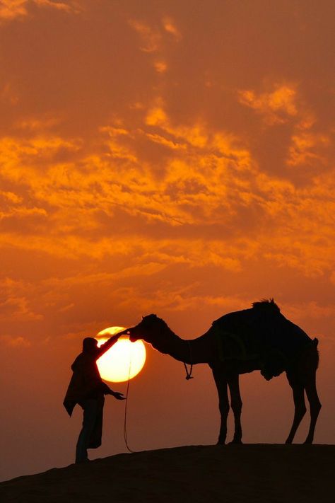 Sunset Desert, Man Standing, In The Desert, The Desert, A Man, Camel, India, Sun