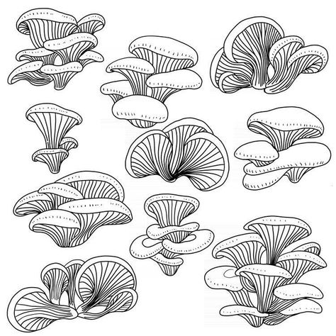 Doodle Mushroom Drawings, Flat Mushroom Drawing, Mushroom Black And White Drawing, Mushroom Line Work Tattoo, Oyster Mushrooms Tattoo, Mushroom With Crystals Tattoo, Cordyceps Mushroom Drawing, Mushroom Cluster Drawing, Fungi Drawing Easy