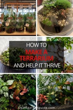 Diy Plant Aquarium, Outdoor Terrarium Ideas, Cloche Terrarium Ideas, Good Plants For Terrariums, Indoor Plant Terrarium, Small Plant Terrarium Ideas, Closed Terrarium Ideas Diy How To Make, How To Make A Closed Terrarium, Large Terrarium Ideas Unique