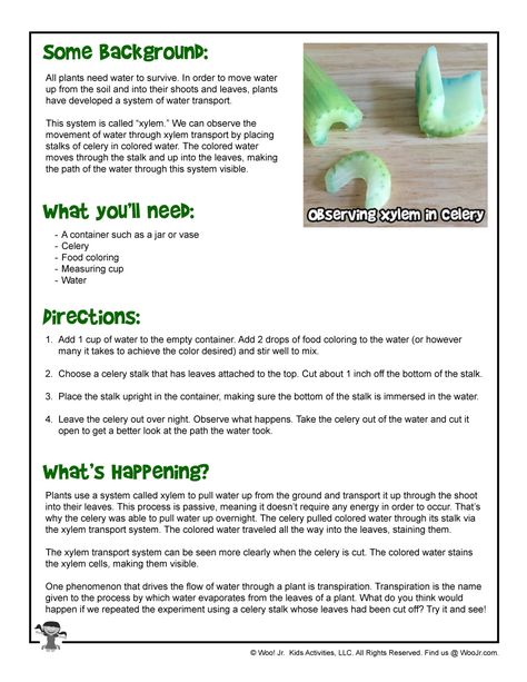 Xylem-fun-DIY-Science-Project | Woo! Jr. Kids Activities Celery Experiment, 4th Grade Science Experiments, Plants Science Experiments, Kindergarten Science Experiments, Flower Science, Water Study, Plant Experiments, Biology Experiments, Diy Science Projects