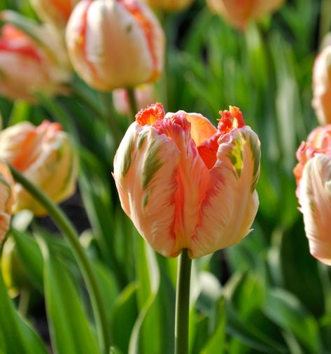 Grown by : Floralora Apricot Parrot Tulip, Bouquet Recipes, Bouquet Recipe, Growing Tulips, May Flower, Parrot Tulip, Parrot Tulips, Planting Bulbs, Large Pots