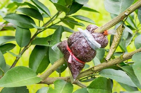 Air Layering Trees, Air Layering Fruit Trees, Air Layering Propagation, Fig Tree Plant, Kylie Padilla, Air Layering, Growing Fruit Trees, Winter Air, Plant Seedlings