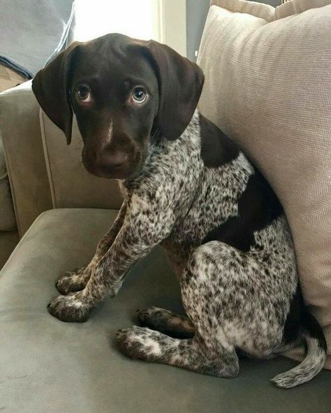 German Short Hair, Beauceron Dog, German Pointer, Gsp Dogs, Girl Dog Names, Gsp Puppies, German Shorthaired Pointer Dog, Pointer Puppies, German Shorthair