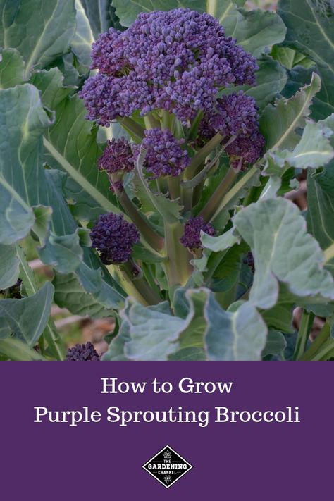 Purple sprouting broccoli is a fun vegetable to grow. Learn how to harvest your own purple broccoli and the benefits of growing it. #gardeningchannel #gardening #growingvegetables #vegetablegardening #purplevegetables Purple Sprouting Broccoli, Purple Broccoli, Allotment Plan, California Gardening, Summer Planting, Sprouting Broccoli, Vegetables Growing, Purple Vegetables, Broccoli Plant