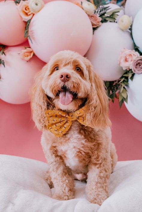 Pawtraits for a Cause | Pawfect Pawtraits | F Dellit Backdrop, balloon backdrop, floral backdrop, blush backdrop, dog photoshoot, Dog Grooming Photo Backdrop, Dog Photography Backdrop, Dog Photoshoot Backdrop, Dog Birthday Backdrop, Dog Photo Booth, Dog Photo Backdrop, Dog Photo Booth Ideas, Instagram Booth, Dog Birthday Photoshoot