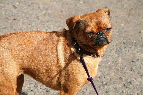 Chug: Chihuahua + Pug Pug Mixed Breeds, Cute Dog Mixes, Chihuahua Mix Puppies, Pitbull Mix Puppies, Mastiff Mix, Dog Crossbreeds, Poodle Toy, Rare Dog Breeds, Rare Dogs