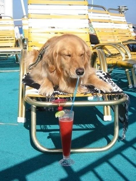 This dog who makes EVERY day a vacation day. | 27 Dogs Living Their Best Life Best Summer Vacations, Drink Station, Love My Dog, Golden Retrievers, A Drink, Summer Drinks, Mans Best Friend, Dog Life, I Love Dogs