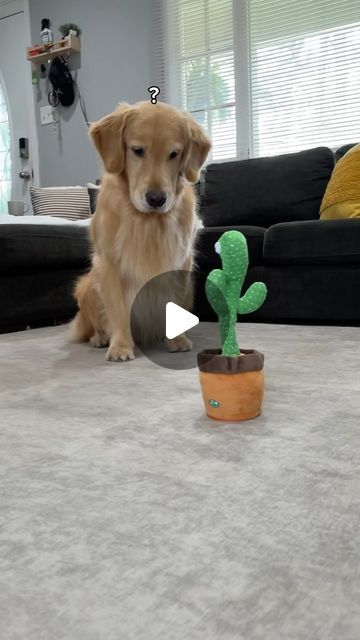 🐻‍❄️Ollie & 🙋🏻‍♀️Paloma on Instagram: "Ollie reacts to a talking cactus 😅

#goldenretriever #dogmom #latinadogmom #dogmomlife #petparents #goldenretrievermom #goldenbearollie #savannahga #pupfluencer 
 #cutedogs #cutedog #dogcomedy #funnydog #funnyreels #goldenretrieverlover #doglover #puppiesofinstagram #dogreels #goldenlovers #dailyfluff #savannahdogs" Funny Talking Dog, Talking Cactus, Funny Talking, Golden Retriever Mom, Talking Dog, Golden Bear, Bark Box, Shih Tzus, Funny Dog Videos