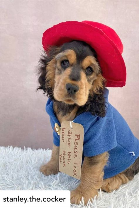 Cute Paddington Bear Puppy Paddington Bear Costume, Puppy Costumes, Costume For Dogs, Bear Puppy, Puppy Costume, Bear Costume, Dog Essentials, Paddington Bear, Dog Costume