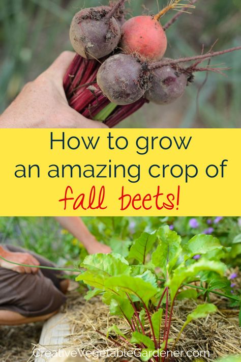 text: how to grow an amazing crop of fall beets, photos: handful of fresh beets from the garden, woman kneeling in garden by growing beets Beet Plant, Growing Beets, Growing Vegetables In Pots, Vegetable Garden Tips, Fresh Beets, Fall Garden Vegetables, Fall Planters, Garden Veggies, Healthy Garden