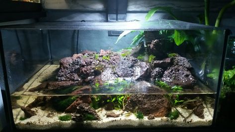 Vampire Crab Habitat, Vampire Crab Tank Setup, Vampire Crab Tank, Vampire Crab Paludarium, Mudskipper Tank, Crab Paludarium, Frog Setup, Crab Terrarium, Vampire Crab