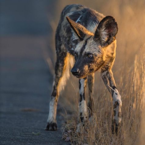 African Wild Dogs Hunting, Dogs Hunting, Wild Dog, African Wild Dog, Hunting Dog, African Wildlife, Wild Dogs, Hunting Dogs, Endangered Species