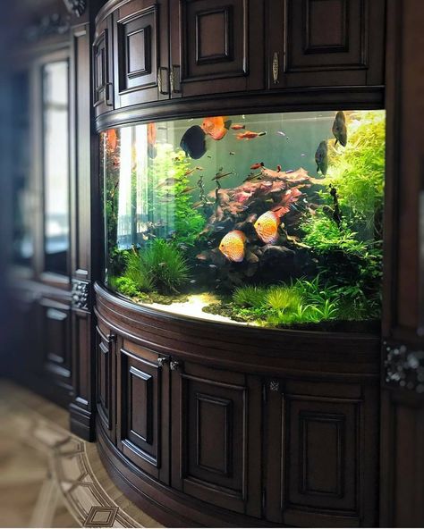 2nd apartment Aquarium Design Ideas, Discus Aquarium, Cichlid Aquarium, Fish Tank Themes, Aquascape Design, Fish Tank Design, Tropical Fish Tanks, Tropical Fish Aquarium, Beautiful Terrariums