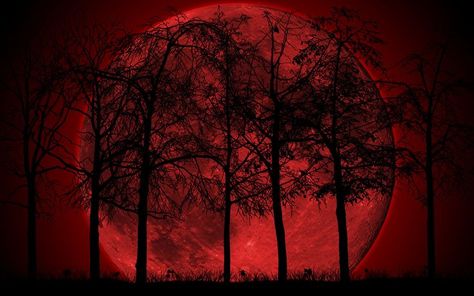 Download Dark Forest Wallpaper High Quality Resolution Is Cool Wallpapers | Scary wallpaper, Forest wallpaper, Dark forest Red Wallpaper For Laptop High Quality, Wallpaper For Laptop High Quality, Moon Wallpapers, Full Hd Pictures, Forest Moon, Dark Evil, Red Forest, Paintings Ideas, Wallpaper Themes