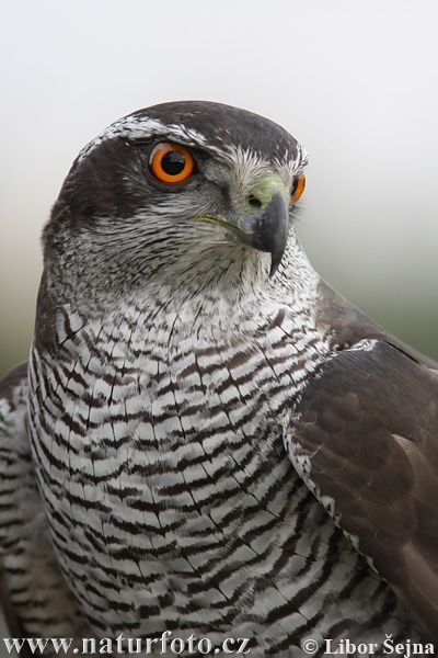 Raptor Bird Of Prey, Northern Goshawk, Raptors Bird, Hawk Bird, Wildlife Pictures, Wildlife Photos, Owl Bird, Nature Wildlife, Exotic Birds