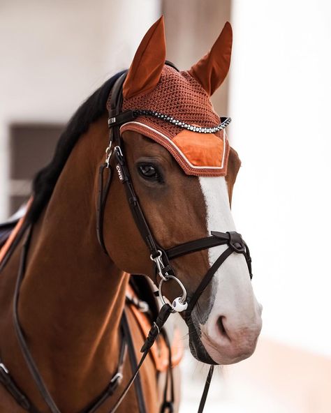 Bay Horse Aesthetic, Warrior Horse, Aesthetic Sport, Horses Beautiful, Red Bay, Horse Facts, Equestrian Aesthetic, Bay Horse, Horse Aesthetic