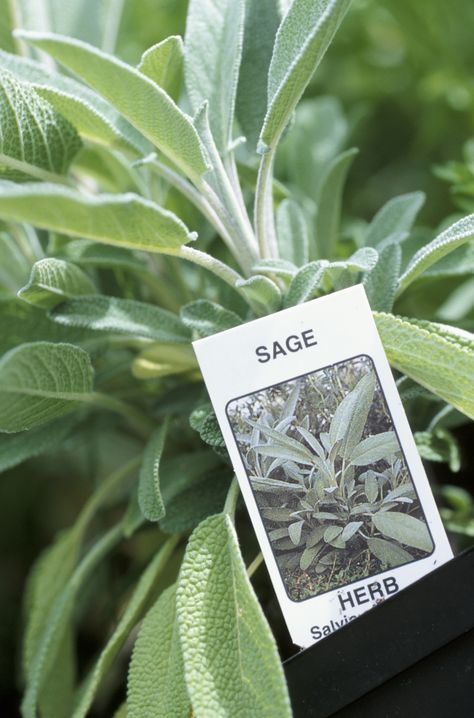 Sage may be useful in reducing the size of a lipoma. Cleveland Sage, Salvia Clevelandii, Culinary Dishes, Growing Sage, Sage Herb, Sage Tea, Salvia Officinalis, Sage Plant, Herb Garden In Kitchen