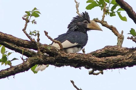 Birding in Semuliki Flight Feathers, Sparrowhawk, Blue Swallow, Wildlife Safari, Tail Feathers, All Birds, In Flight, Bird Species, Top Photo