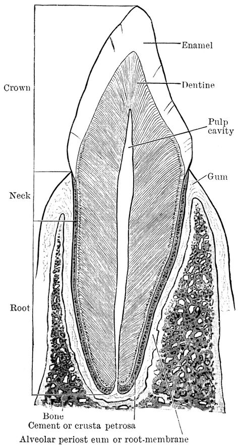 Tooth Diagram, How To Draw Teeth, Draw Teeth, Teeth Diagram, Tooth Clipart, Canine Teeth, Teeth Drawing, Canine Tooth, Human Teeth