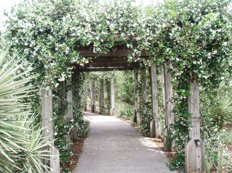 25+ best ideas about Jasmine plant on Pinterest | Jasmine plant ... Evergreen Clematis, Ombra Pergola, Jasmine Vine, Evergreen Vines, Garden Privacy, Flowers And Greenery, Pergola Attached To House, Garden Vines, Fragrant Plant