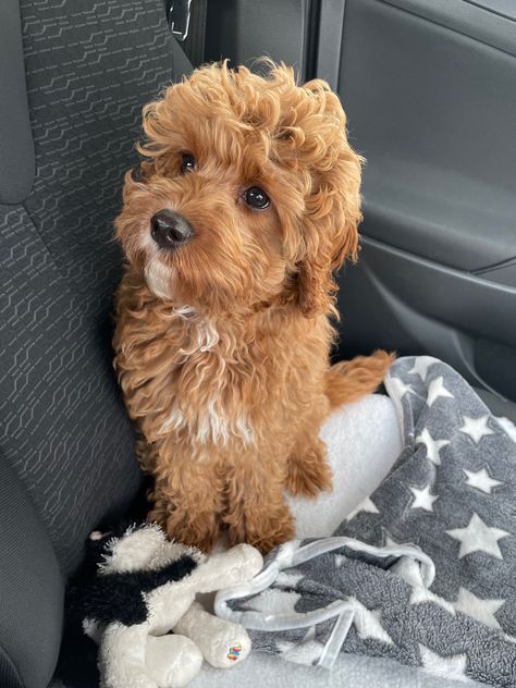 Cavoodle Fully Grown, Toy Cavoodle, Dream Dog, In The Car, Goldendoodle, My Vibe, Dog Mom, Vision Board, Cute Animals