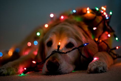 Such a good puppy!    Gracie by life is good (pete), via Flickr  http://www.flickr.com/photos/life_is_good_pete/2131189403/ Dog Wrap, Noel Christmas, Christmas Images, On The Floor, Christmas Animals, Christmas Pictures, Big Dogs, Christmas Dog, The Floor