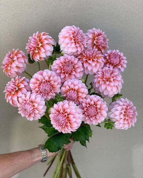 Brite Blooms Flowers on Instagram: "Dahlia “Peaches n Cream” what a stunner 💗🍑 #dahlia #dahliaflower #dahliaflowers #dahliaoftheday #flowers #flower #bloom #blooms #nzgrown #nzflowers #dahlias #dahliaseason #dahliaflower #dahliasofinstagram #flowersofinstagram #dahliapeachesncream" Peaches And Cream Dahlia, Cream Dahlia, Single Flowers, Flowers Gardening, Peaches And Cream, Cut Flower Garden, Peaches N Cream, Dahlia Flower, Flower Hats