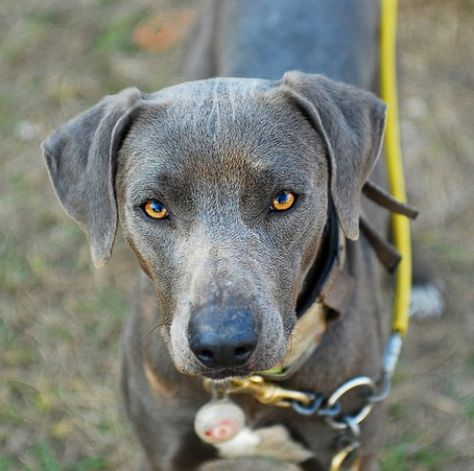 The Lacy is a working dog with a working attitude. They have endless heart and drive. Lacy Dogs are very intelligent and can pick up tasks quickly... Blue Lacy Dog, Intense Stare, Dog Types, Dogs Aesthetic, Blue Lacy, I Love My Dogs, Abyssinian Cat, Dogs Lover, Working Dog