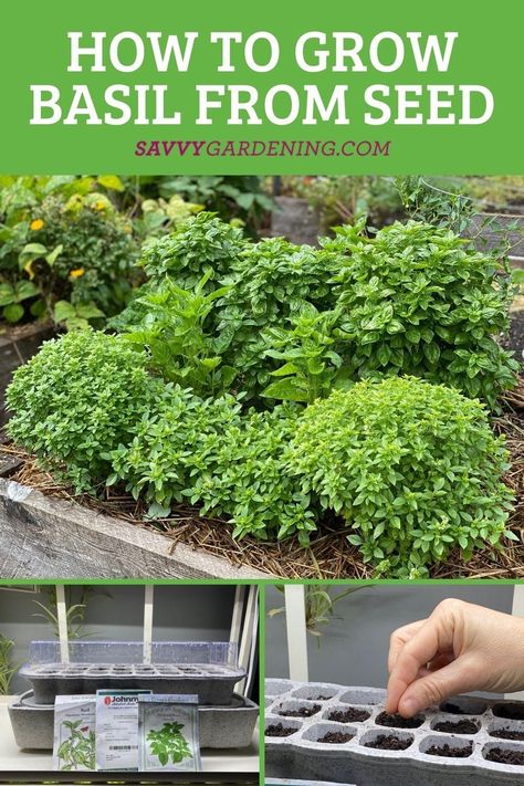 Growing Basil Indoors From Seeds, How To Plant Basil Seeds, Grow Basil From Seed, Planting Basil From Seed, How To Grow Basil From Seed, Growing Basil Outdoors, Growing Herbs From Seeds, Growing Basil From Seed, Growing Basil Indoors