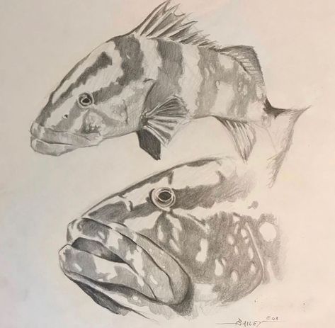 My favorite things to draw are creepy creatures but I also love to draw wildlife. Here’s a Grouper Fish sketch from back in 2003. I’d prefer to work from live reference in aquariums but would also use any decent photos or magazine clips as references. . . . #wildlife #wildlifeart #fishart #oceanart #grouper #drawing #art_portraiture #sketch #pencildrawing #graphitedrawing Grouper Fish, Fish Sketch, Graphite Drawings, Ocean Art, Fish Art, Wildlife Art, Pencil Drawings, Fish, Drawings