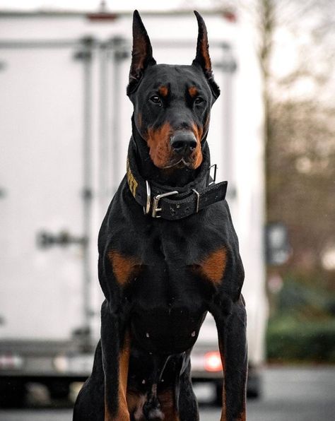 Dobber Man, Male Doberman, Doberman Puppies For Sale, European Doberman, Black Doberman, Doberman Pinscher Dog, Doberman Puppy, Doberman Dogs, Dream Dog