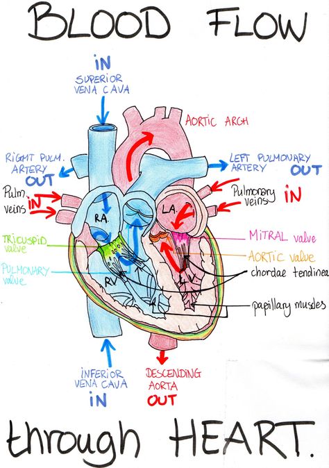 Cardiovascular System | Medical Biology illustrated notes Medical Biology, Medical Drawings, Nursing School Essential, Nursing School Motivation, Basic Anatomy And Physiology, Nurse Study Notes, Nursing Student Tips, Medical Student Study, Heart Anatomy