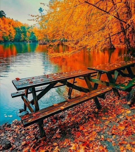 Forest Life, Scenic Photography, Autumn Scenes, Autumn Scenery, Beautiful Places Nature, Autumn Beauty, Fall Pictures, Pretty Photos, Autumn Landscape