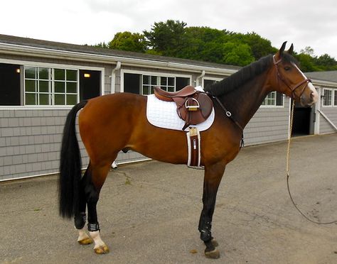 Horse Standing, Dutch Warmblood, Warmblood Horses, Equestrian Aesthetic, English Horse, Bay Horse, English Riding, Dream Horse, Brown Horse