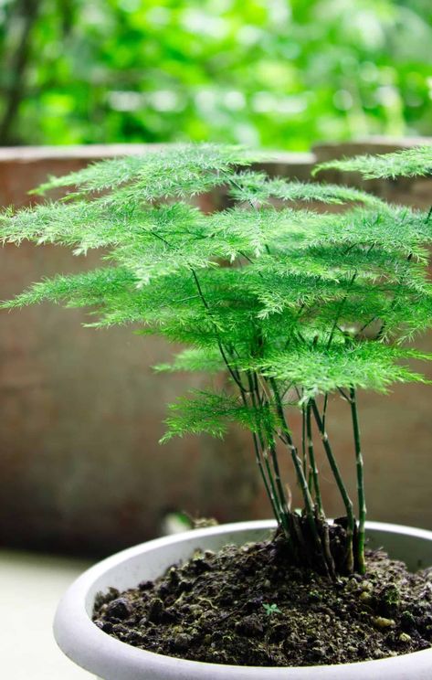 Asparagus Fern Care, Fern Tree, Tanaman Air, Asparagus Plant, Ferns Care, Ferns Garden, نباتات منزلية, Asparagus Fern, Backyard Pools