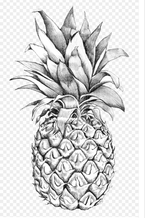 Pineapple Drawing Realistic, Dragon Fruit Drawing Pencil, Pinapple Drawings Pencil, Dragon Fruit Drawing, Apple Sketch, Pineapple Pictures, Cherry Drawing, Pineapple Drawing, Pineapple Tattoo