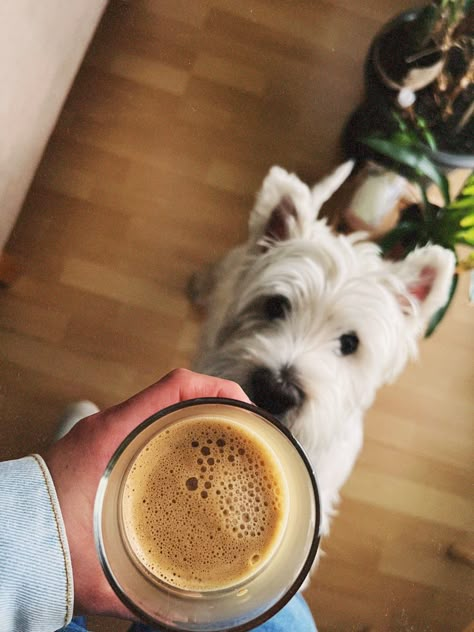 Pet Sitting Aesthetic, Dog Cafe Aesthetic, Dog Owner Aesthetic, Sitting Aesthetic, Dogs And Coffee, Cafe Plan, Dog Photo Shoot, 2024 Manifestation, Chocolate Dog