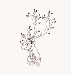 Sketch by pen head noble deer front view Vector Image Animals With Antlers, Drawing Stand, Deer Vector, Male Deer, Beautiful Sketches, Red Deer, Light Background, Vintage Images, Antlers