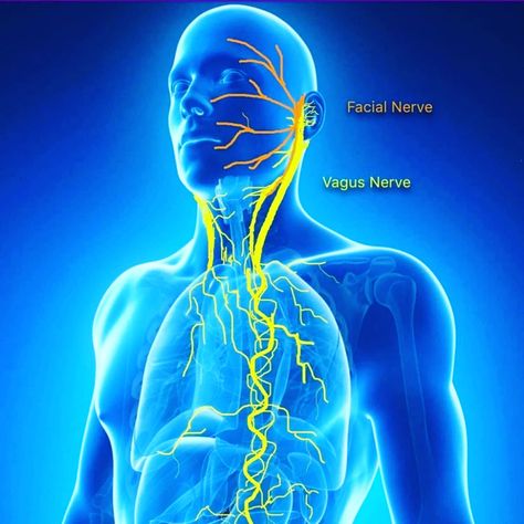 Reset Your Vagus Nerve in 5 minutes - Energize | Body Current Vagus Nerve Stimulator, Medical Qigong, Nerf Vague, Nervus Vagus, How To Pop Ears, Relaxation Response, Nerve Health, Sciatic Nerve Pain, Autonomic Nervous System