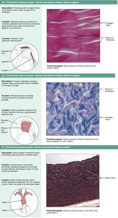 Dense Connective Tissue, Tissue Biology, Histology Slides, Medical Assistant Student, General Biology, Basic Anatomy, Medicine Notes, Medicine Studies, Basic Anatomy And Physiology