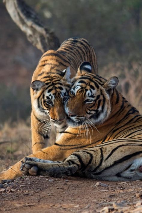 Check out "Tiger Safari in Ranthambore National Park" in Taj Mahal and Agra #nationalparks #tiger #animals #travel #traveltips #traveldestinations #vacation #orangutan #monkey #followme #follow4follow #happy #family #familyvacation Project Tiger, Ranthambore National Park, Spot Books, Family Vacation Ideas, Park Day, Wild Tiger, Vacation Locations, Wildlife Safari, Vacation Usa