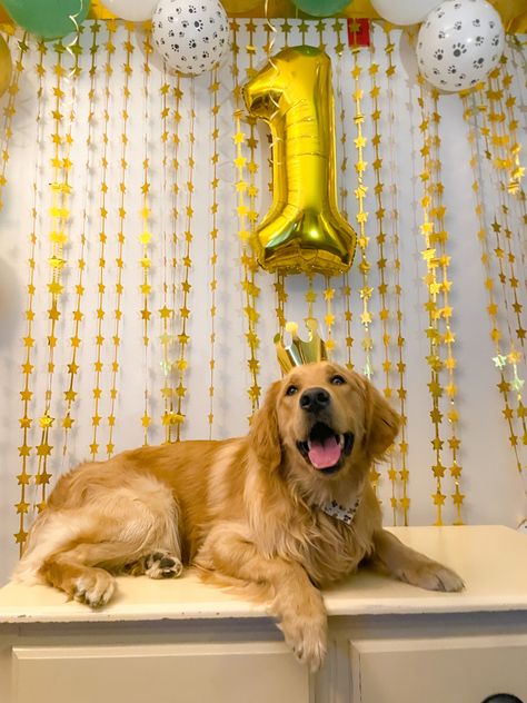 Dog Birthday Pictures, Golden Retriever Birthday, Dog First Birthday, Pet Birthday, Ankle Bracelets Diy, Golden Birthday, Dog Birthday Party, Party Pictures, Bear Birthday