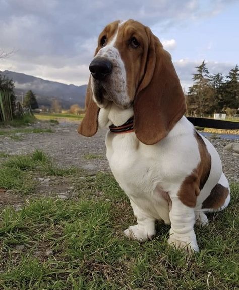 Knox Morgan, Lucy Score, Disabled Dog, Really Cute Puppies, Basset Hound Dog, Small Town Romance, Bassett Hound, Petting Zoo, Welcome To Night Vale