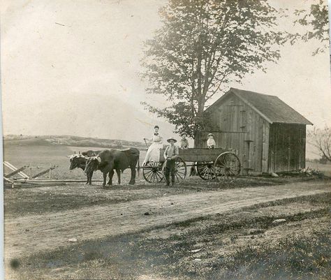 Victorian farm family in oxen-pulled wagon. Late 1800s. 1800s Photography, 1800s Aesthetic, Southern Aesthetic, Farm Scenery, Architecture Photography Buildings, Pull Wagon, Folk Victorian, Farm Pictures, Farm Family