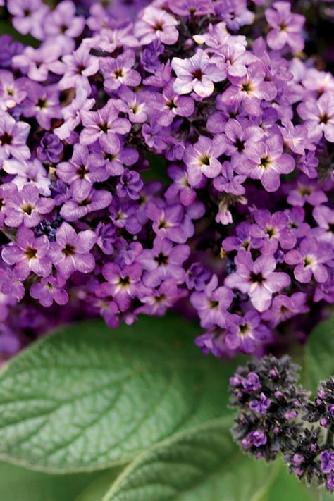 Vanilla scented flowers all summer long? It's not a dream; just choose heliotrope! Intense purple flowers against deep green foliage are heat tolerant and will attract pollinators including butterflies and hummingbirds to your garden. Heliotrope Flower, Planting Containers, Scented Flowers, Purple Plants, Fragrant Plant, Proven Winners, Attract Pollinators, Flower Landscape, Abc 123