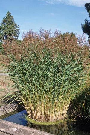 Phragmites australis 70 Phragmites Australis, Architectural Plants, Water Plants, Water Garden, Herbs, Plants, Water