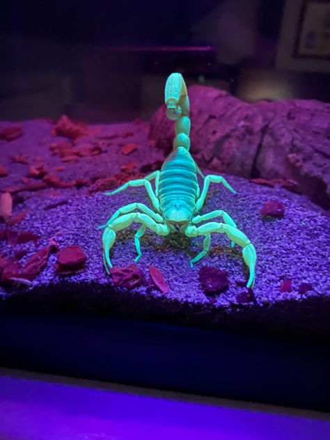 Scorpion Aesthetic, Pet Scorpion Tank, Weird Pets, Pet Scorpion, Sea Scorpion, Scorpion Monster, Neon Scorpion, Crystal Scorpion, Scorpio Tattoo