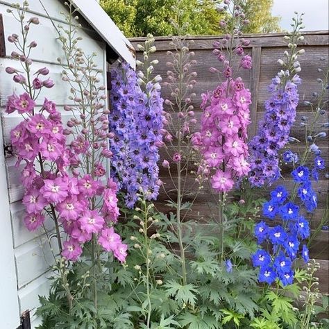 Delphinium Bouquet, The Obsession, New Followers, Tall Plants, Unique Flowers, Delphinium, Blue Nile, English Garden, Good Evening